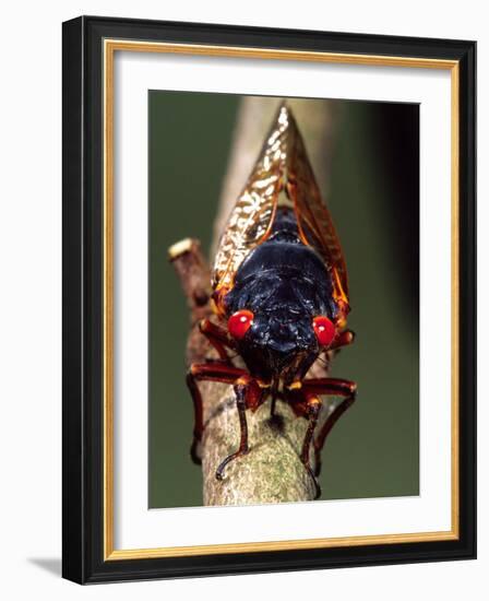 Seventeen Year Cicada, Pennsylvania, USA-David Northcott-Framed Photographic Print