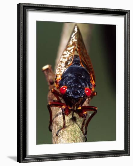 Seventeen Year Cicada, Pennsylvania, USA-David Northcott-Framed Photographic Print