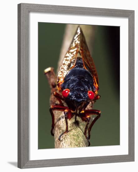 Seventeen Year Cicada, Pennsylvania, USA-David Northcott-Framed Photographic Print