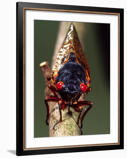 Seventeen Year Cicada, Pennsylvania, USA-David Northcott-Framed Photographic Print