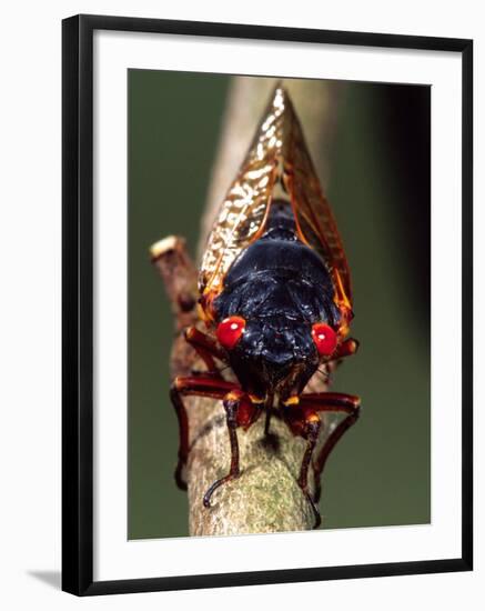 Seventeen Year Cicada, Pennsylvania, USA-David Northcott-Framed Photographic Print