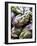Several Artichokes-Stephan Caraccio-Framed Photographic Print
