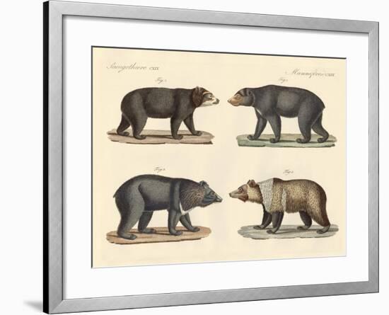 Several Bears Found-null-Framed Giclee Print