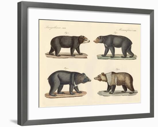 Several Bears Found-null-Framed Giclee Print
