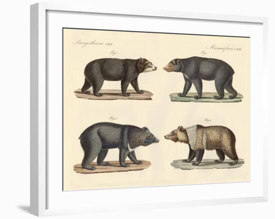 Several Bears Found-null-Framed Giclee Print