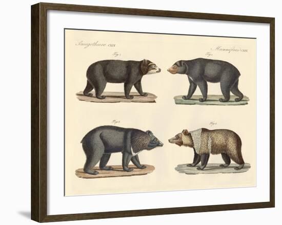 Several Bears Found-null-Framed Giclee Print