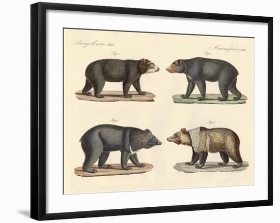 Several Bears Found-null-Framed Giclee Print