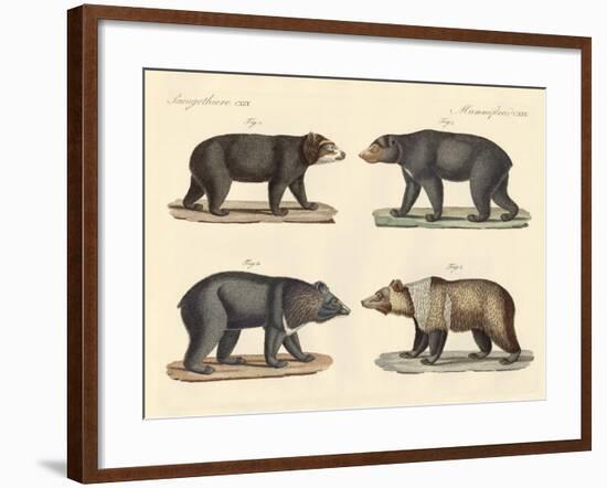 Several Bears Found-null-Framed Giclee Print