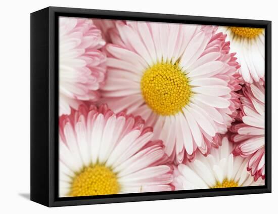 Several Daisies-Marc O^ Finley-Framed Premier Image Canvas