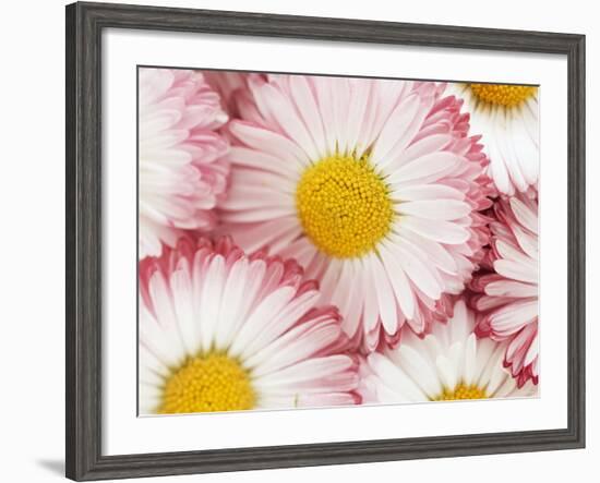 Several Daisies-Marc O^ Finley-Framed Photographic Print