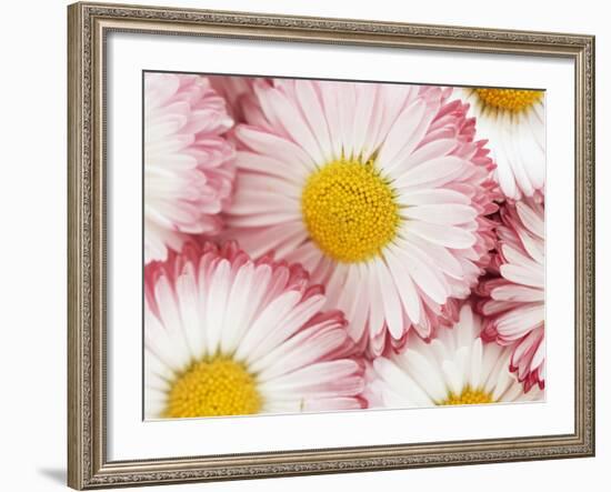 Several Daisies-Marc O^ Finley-Framed Photographic Print