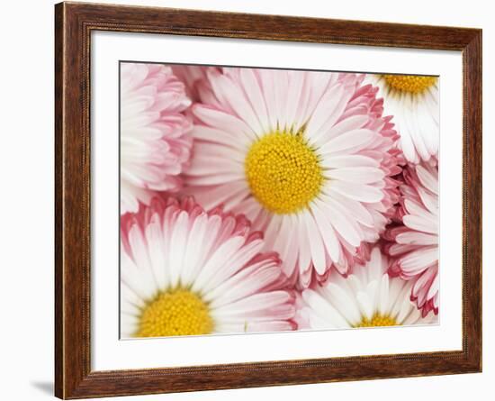 Several Daisies-Marc O^ Finley-Framed Photographic Print