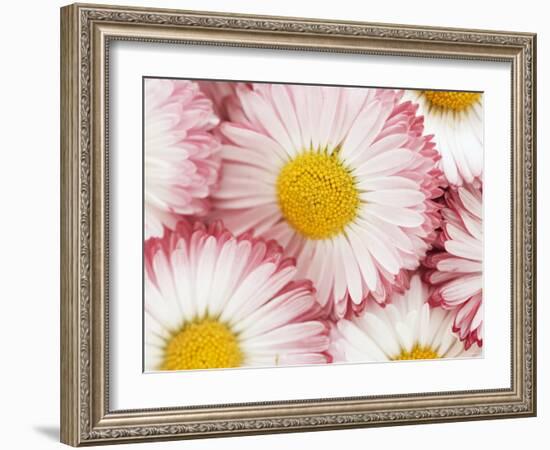 Several Daisies-Marc O^ Finley-Framed Photographic Print