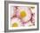 Several Daisies-Marc O^ Finley-Framed Photographic Print