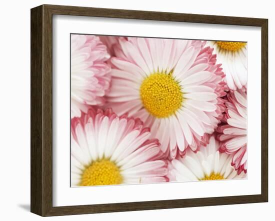 Several Daisies-Marc O^ Finley-Framed Photographic Print