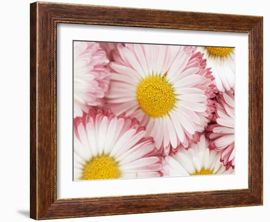 Several Daisies-Marc O^ Finley-Framed Photographic Print