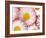 Several Daisies-Marc O^ Finley-Framed Photographic Print