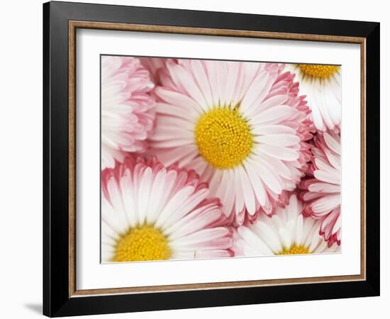 Several Daisies-Marc O^ Finley-Framed Photographic Print