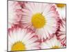 Several Daisies-Marc O^ Finley-Mounted Photographic Print