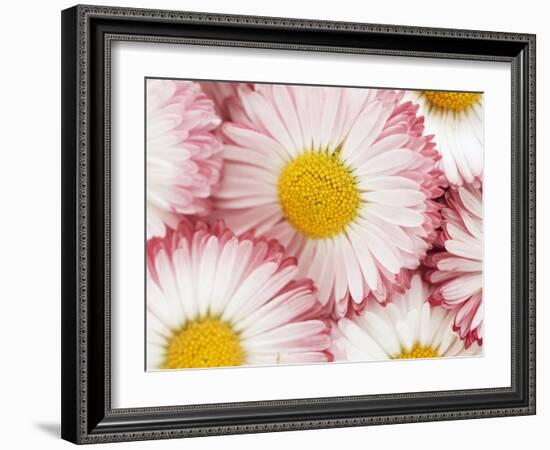 Several Daisies-Marc O^ Finley-Framed Photographic Print