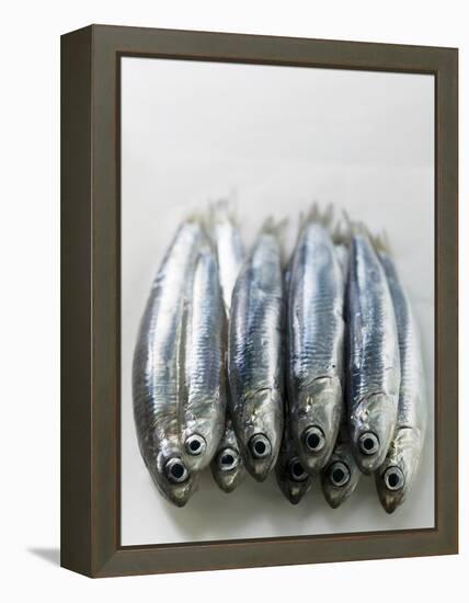 Several Fresh Anchovies-null-Framed Premier Image Canvas