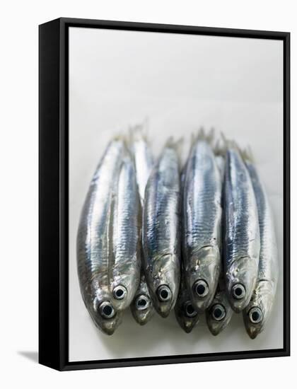 Several Fresh Anchovies-null-Framed Premier Image Canvas