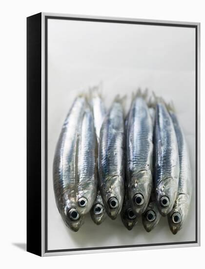 Several Fresh Anchovies-null-Framed Premier Image Canvas