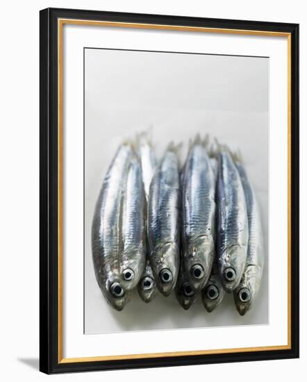 Several Fresh Anchovies-null-Framed Photographic Print