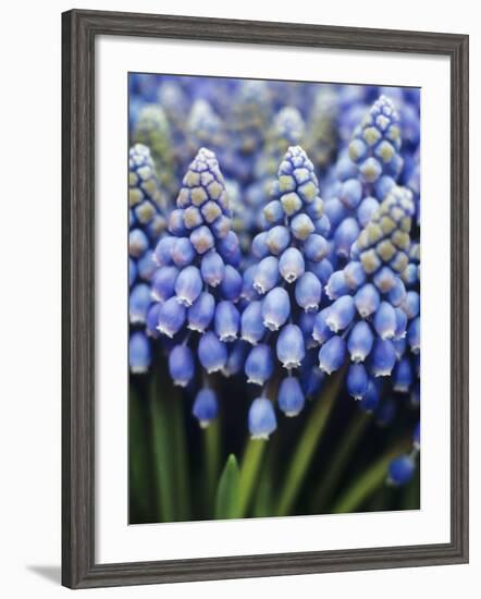 Several Grape Hyacinths-null-Framed Photographic Print