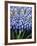 Several Grape Hyacinths-null-Framed Photographic Print