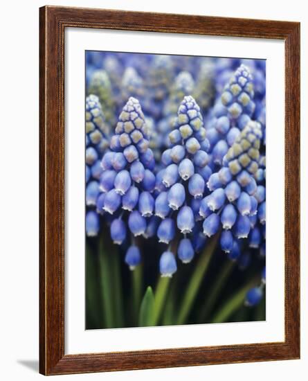 Several Grape Hyacinths-null-Framed Photographic Print