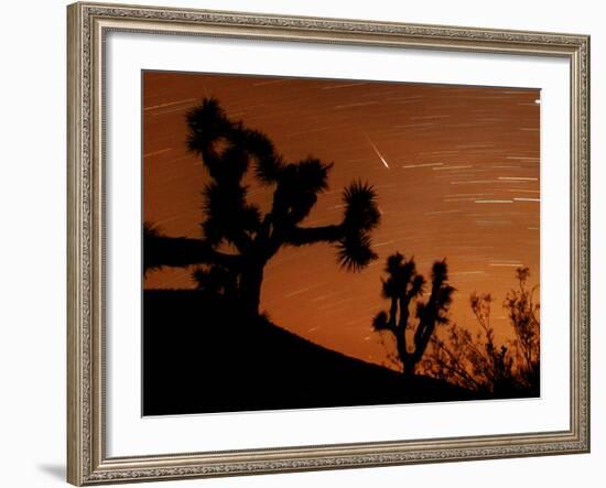 Several Leonids Meteors are Seen Streaking Through the Sky Over Joshua Tree National Park, Calif.-null-Framed Photographic Print