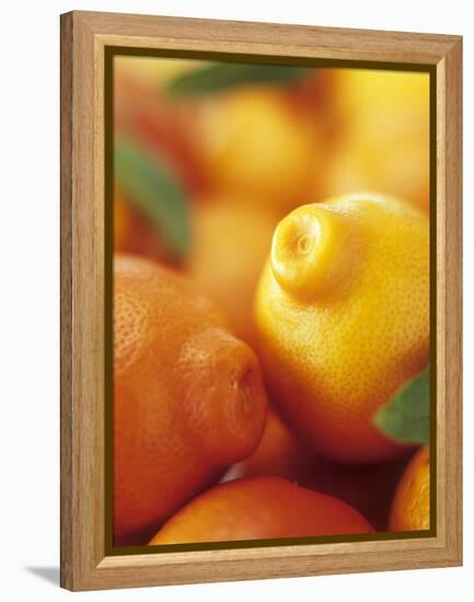 Several Mandarin Oranges with Leaves-Vladimir Shulevsky-Framed Premier Image Canvas