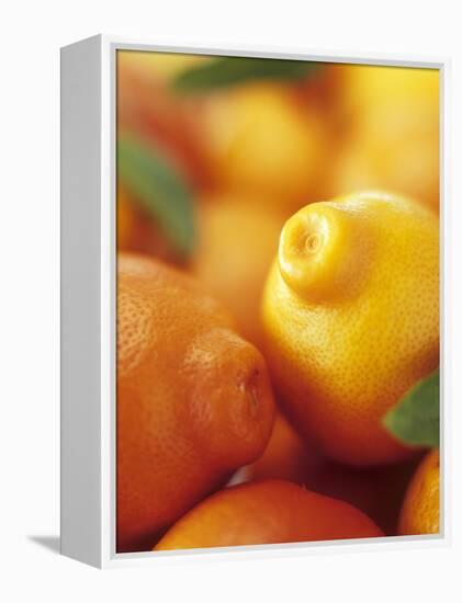 Several Mandarin Oranges with Leaves-Vladimir Shulevsky-Framed Premier Image Canvas