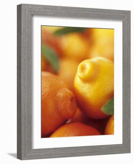 Several Mandarin Oranges with Leaves-Vladimir Shulevsky-Framed Photographic Print