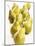 Several Pears Standing One Behind the Other-Dieter Heinemann-Mounted Photographic Print