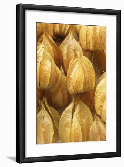 Several Physalis with Calyxes (Close-Up)-Foodcollection-Framed Photographic Print