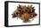 Several Star Anise on White Background-Kröger and Gross-Framed Premier Image Canvas