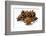 Several Star Anise on White Background-Kröger and Gross-Framed Photographic Print