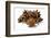 Several Star Anise on White Background-Kröger and Gross-Framed Photographic Print