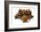 Several Star Anise on White Background-Kröger and Gross-Framed Photographic Print