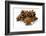 Several Star Anise on White Background-Kröger and Gross-Framed Photographic Print