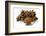 Several Star Anise on White Background-Kröger and Gross-Framed Photographic Print