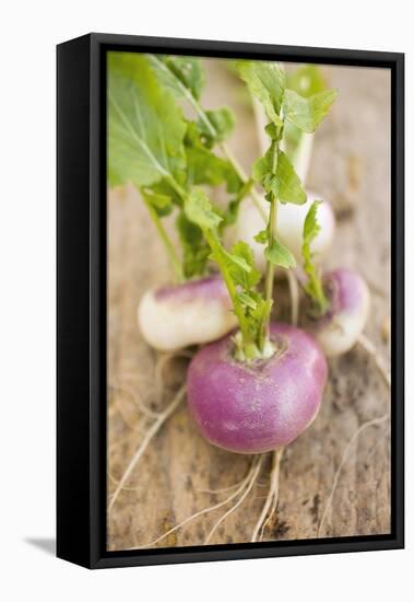 Several Turnips-Foodcollection-Framed Premier Image Canvas