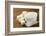 Several Types Of White Sugar - Refined Sugar And Granulated Sugar-Olga Krig-Framed Photographic Print