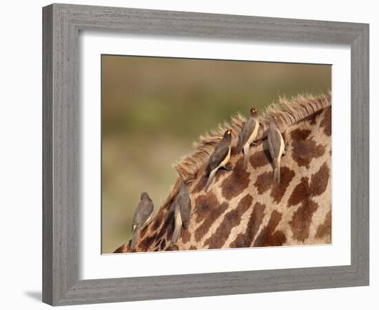 Several Yellow-Billed Oxpecker (Buphagus Africanus) on a Masai Giraffe (Giraffa Camelopardalis Tipp-James Hager-Framed Photographic Print