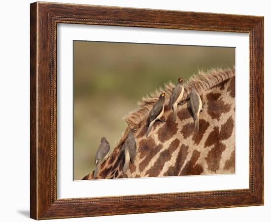 Several Yellow-Billed Oxpecker (Buphagus Africanus) on a Masai Giraffe (Giraffa Camelopardalis Tipp-James Hager-Framed Photographic Print