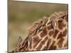 Several Yellow-Billed Oxpecker (Buphagus Africanus) on a Masai Giraffe (Giraffa Camelopardalis Tipp-James Hager-Mounted Photographic Print