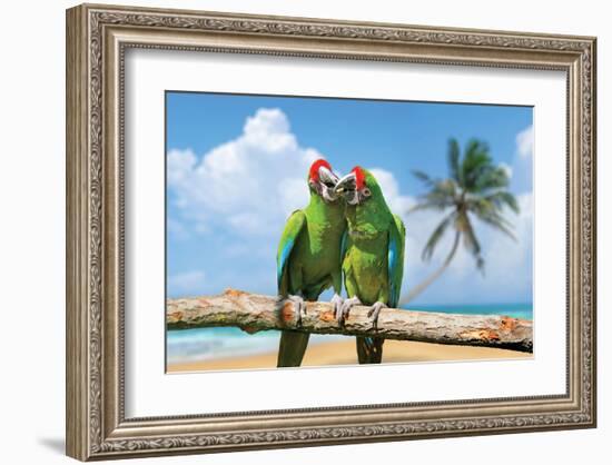 Severe Macaw Parrots on Beach-null-Framed Art Print