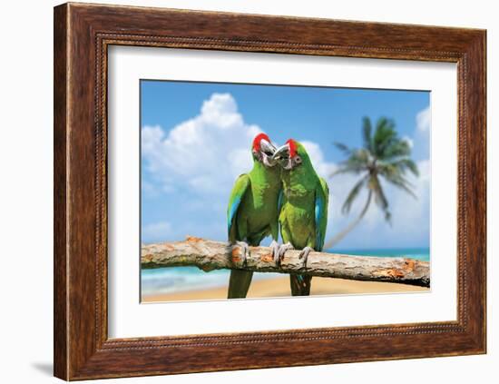 Severe Macaw Parrots on Beach-null-Framed Art Print